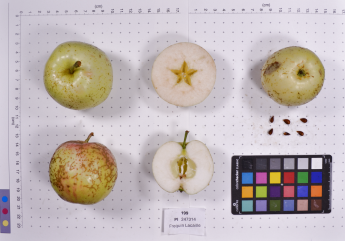 Click for 2 image(s) for this accession.